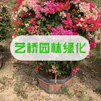漳州艺桥园林绿化工程有限公司